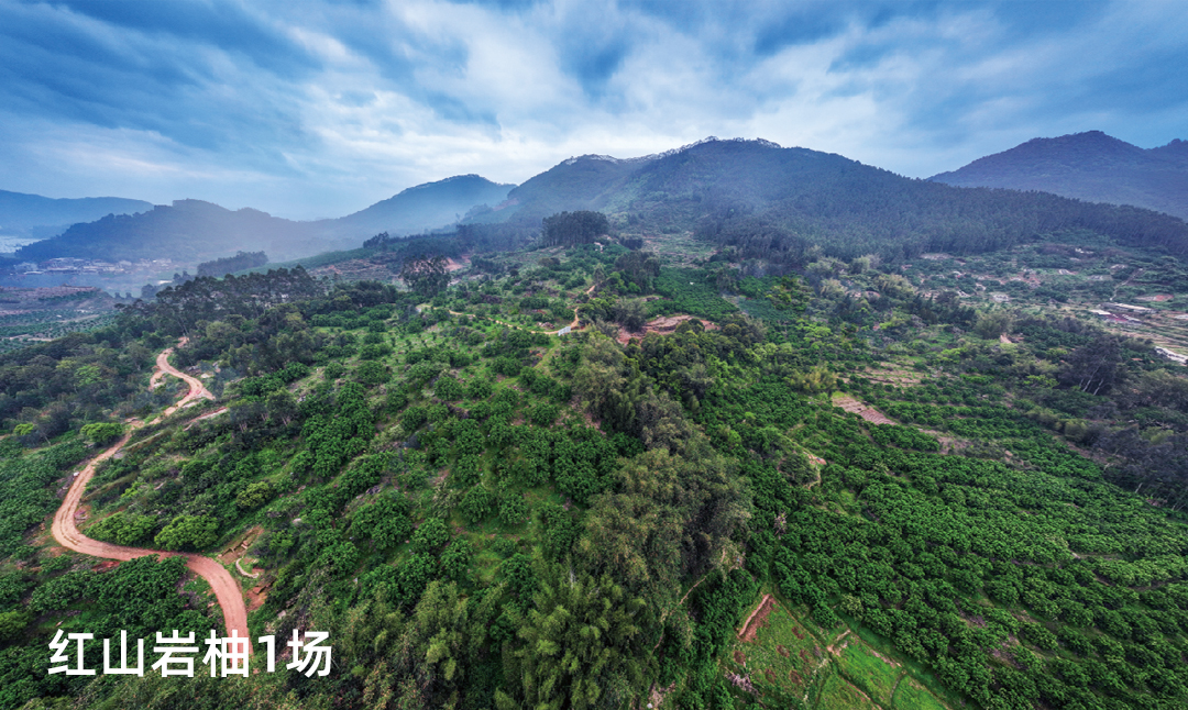 红山岩柚1场