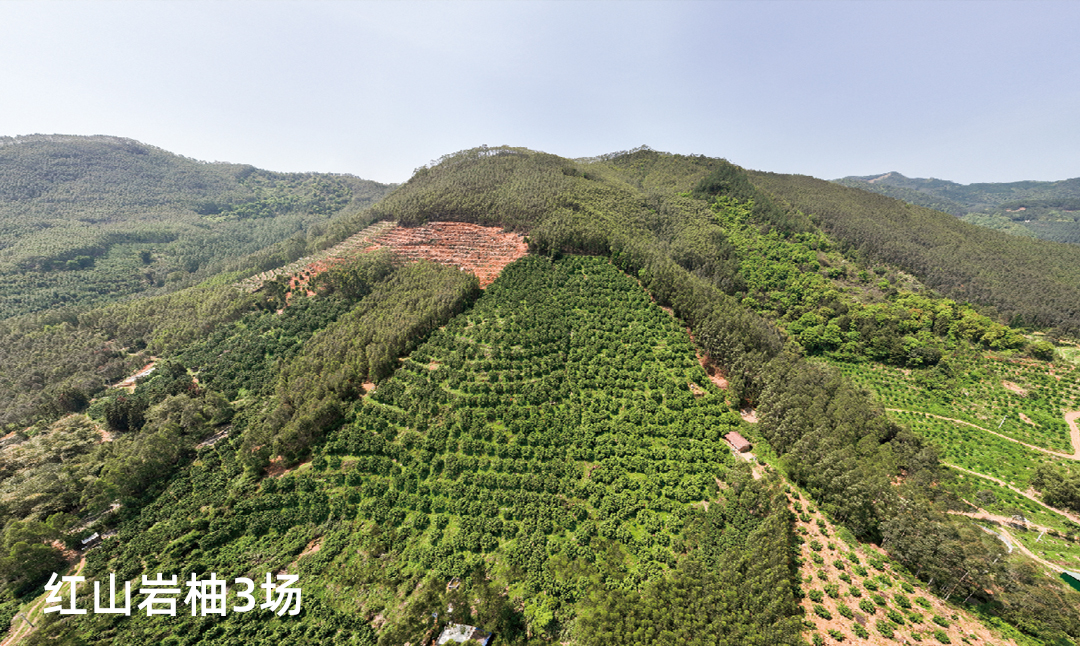 红山岩柚3场